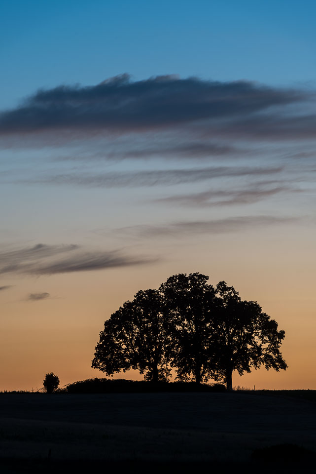 DL_20150704_DSC5287-Oregon-Oak-Trees-at-Sunset.jpg