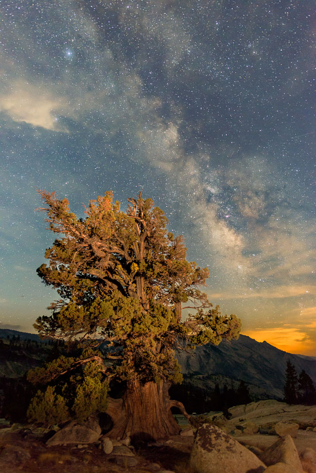 DL_20160820_DSC1577-ME-Yosemite-Juniper-Tree-Stars.jpg