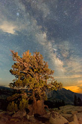 DL_20160820_DSC1577-ME-Yosemite-Juniper-Tree-Stars
