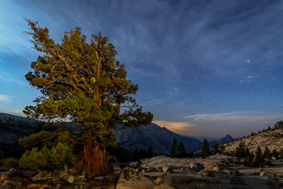 DL_20160820_DSC1638-ME-Yosemite-Juniper-Tree-Milkyway.jpg