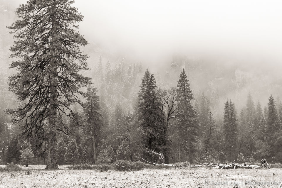 Early Snow at El Capitan Meadows #1, Yosemite National Park