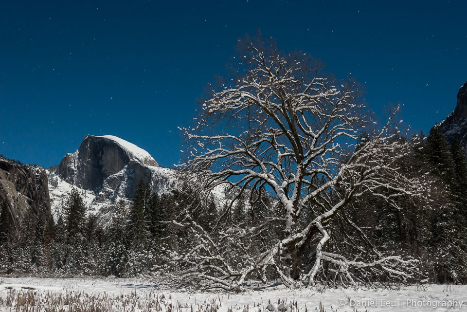 Elm Tree with Half Dome and Stars