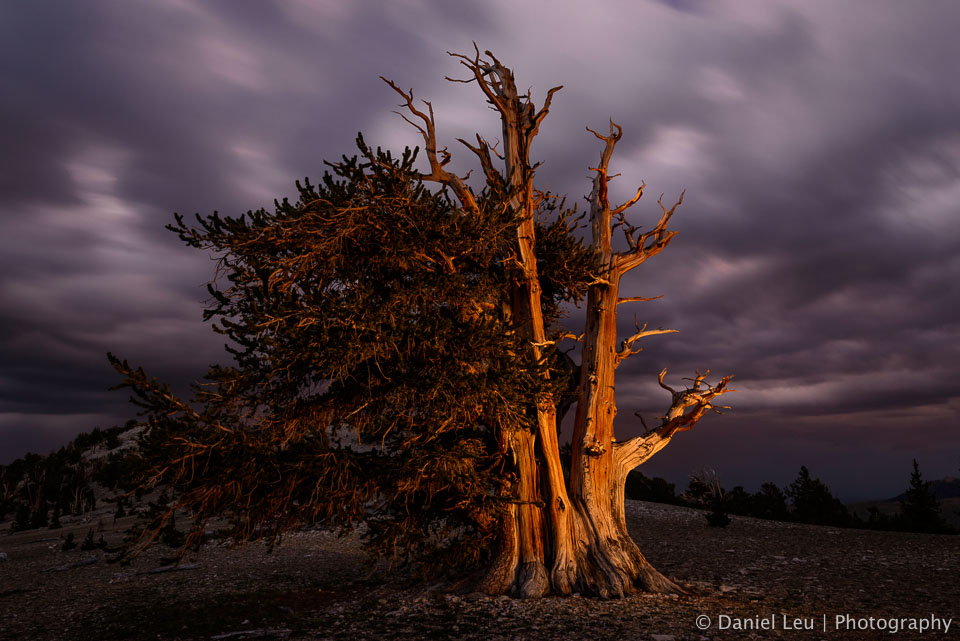 Bristlecone Pine after Sunset