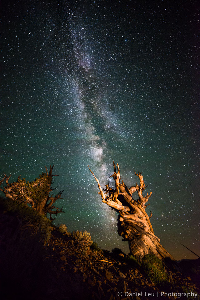 Milky Way over dead Bristle Cone Pine