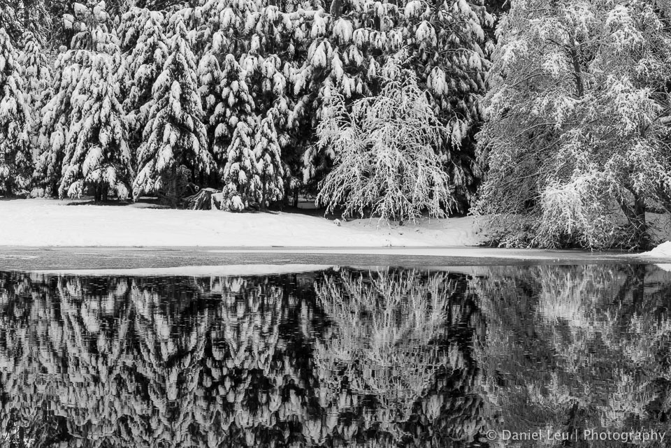 Snowy Trees at Merced River
