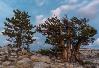 DL_20160820_DSC1483-Yosemite-Juniper-Tree.jpg
