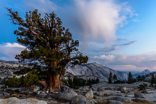 DL_20160820_DSC1486-Yosemite-Juniper-Tree.jpg