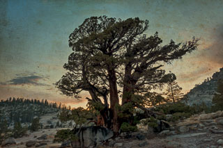 DL_20160820_DSC1488-ME-2-Yosemite-Juniper-Tree.jpg