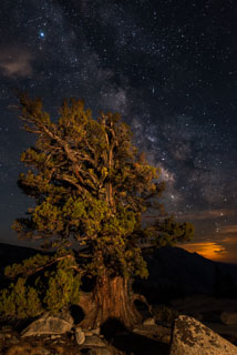 DL_20160820_DSC1503-ME-Yosemite-Juniper-Tree-Milkyway.jpg
