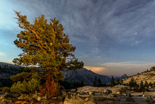 DL_20160820_DSC1638-ME-Yosemite-Juniper-Tree-Milkyway.jpg