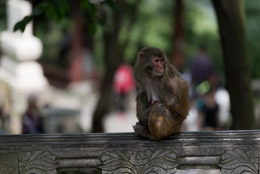 DL_20140420_DSC4975_Guiyang_China_Qianling_Park.jpg DL_20140420_DSC4975_Guiyang_China_Qianling_Park.jpg