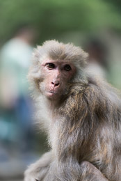 DL_20140420_DSC4988_Guiyang_China_Qianling_Park.jpg DL_20140420_DSC4988_Guiyang_China_Qianling_Park.jpg