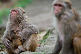 DL_20140420_DSC4998_Guiyang_China_Qianling_Park.jpg DL_20140420_DSC4998_Guiyang_China_Qianling_Park.jpg