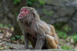 DL_20140420_DSC5007_Guiyang_China_Qianling_Park.jpg DL_20140420_DSC5007_Guiyang_China_Qianling_Park.jpg