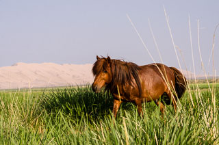 Mongolia_DL_20120710_DSC5393.jpg