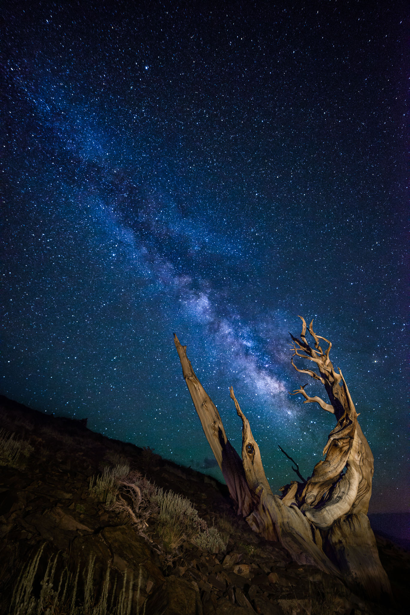  –  – Dead Tree, Milkyway, Night, Tree, Vertical, _collection2013, _moocard, _private