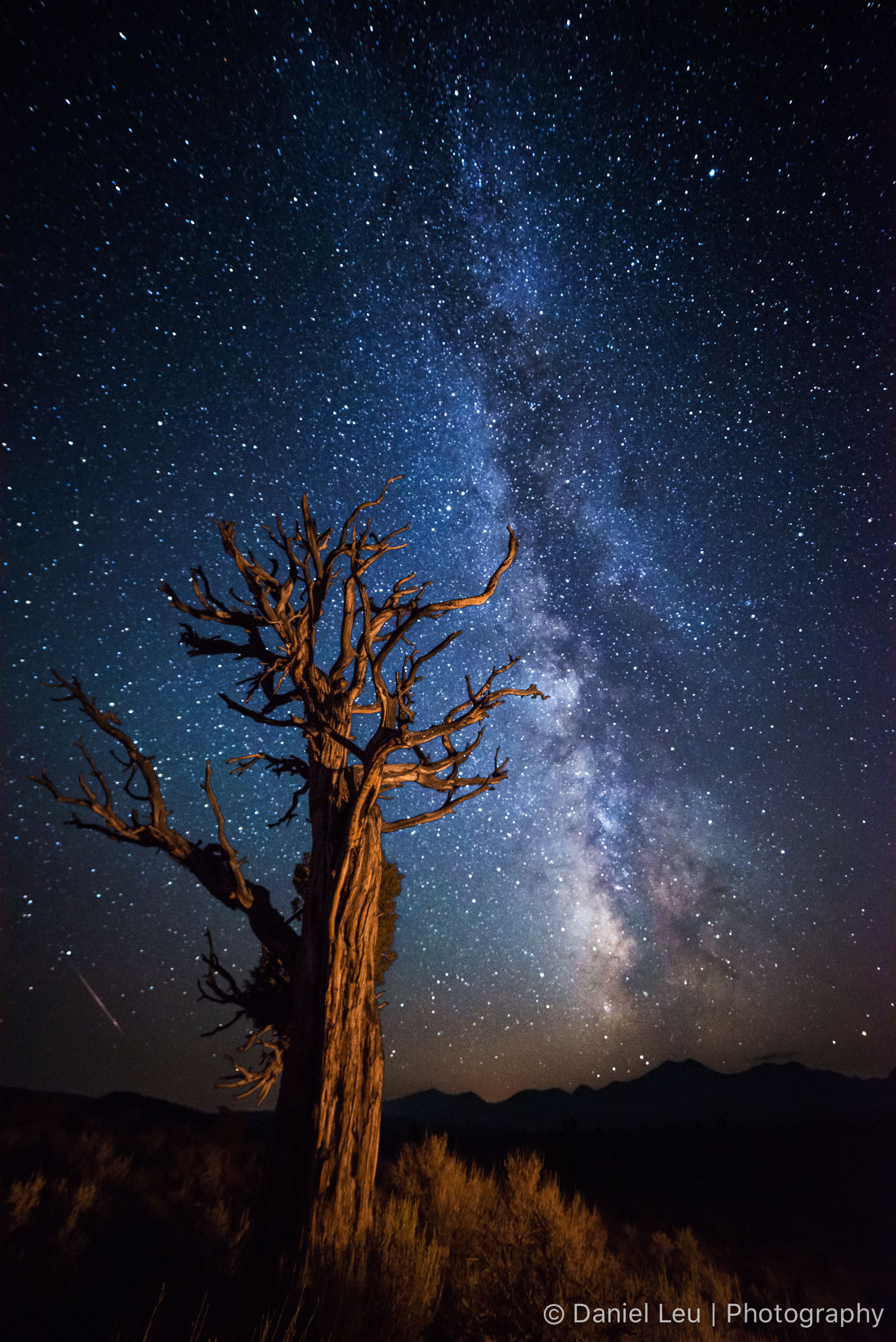 Dead Tree, Milky Way and Shooting Star –  – Bodie, Flower, Light Painting, Milkyway, Night, Shooting Star, Tree, Vertical