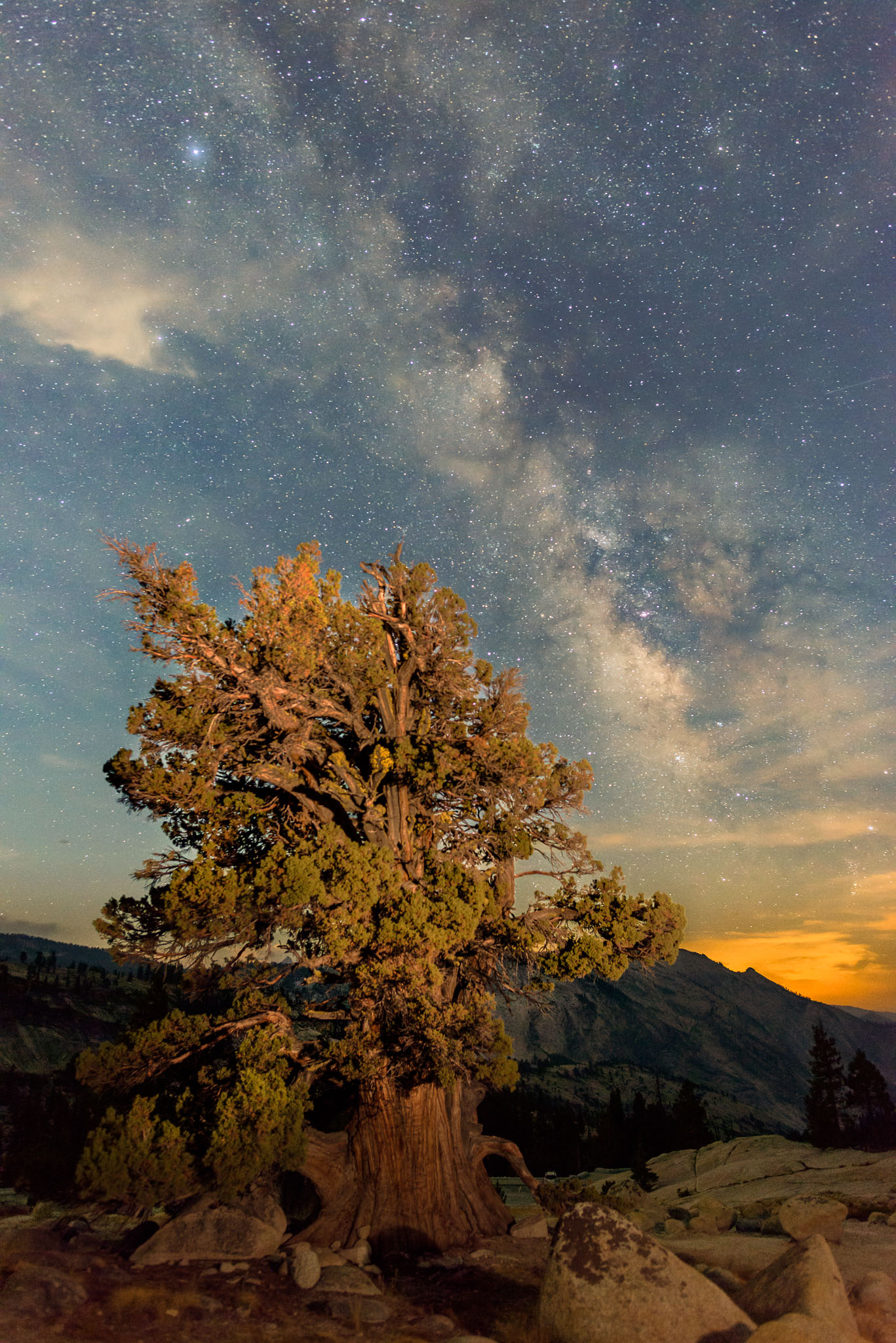 Juniper Tree and Milkyway after Moonrise – Juniper Tree and Milkyway after Moonrise – Blue, Juniper, Milkyway, Moon, Night, Olmsted Point, Stars, Tree, Western Juniper, Yosemite, Yosemite National Park