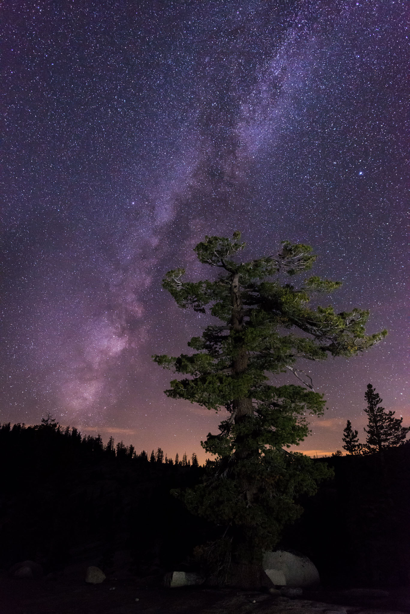 Milky-Way over Pine Tree –  – Milkyway, Night, Pine, Sierra Nevada, Stars, Yosemite, Yosemite National Park