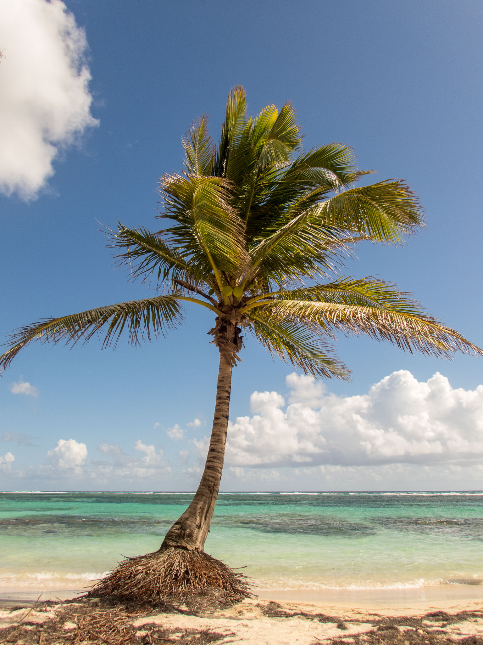  – Palm Tree at the Beach – Beach, Guadeloupe, Palm Tree, Places