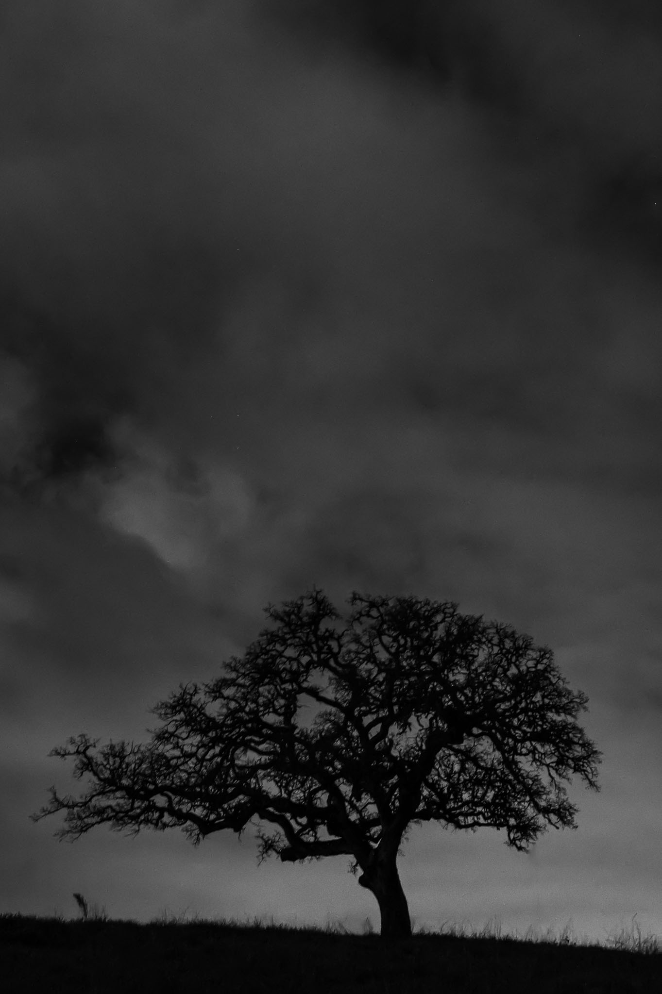  – Cloudy Night with Oak Tree – 