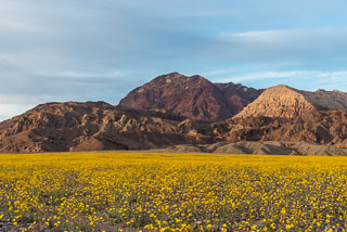 DL_20160228_DSC4588_Death_Valley_Wildflowers.jpg