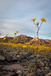 DL_20160228_DSC4591_Death_Valley_Wildflowers.jpg