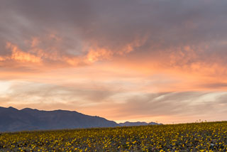 DL_20160228_DSC4668_Death_Valley_Wildflowers.jpg