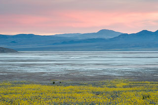 DL_20160228_DSC4708_Death_Valley_Wildflowers.jpg