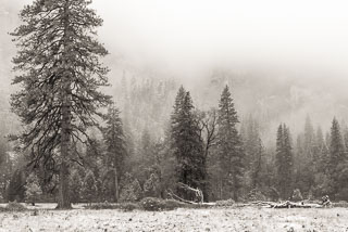 DL_20151115_DSC1758-Yosemite-Snow.jpg