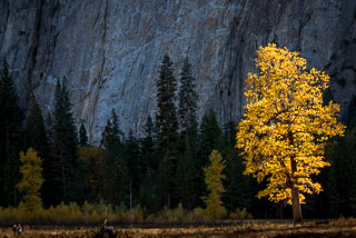 Yosemite_DL_20121103_DSC1042.jpg