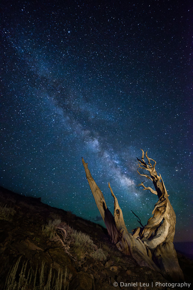 Bristlecone Pine Pointing at Milky Way